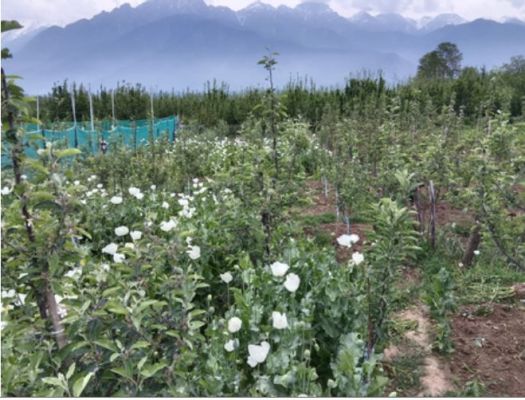 जम्मू-कश्मीर के अनंतनाग में पुलिस ने अफीम की खेती नष्ट की, पांच पर केस दर्ज 