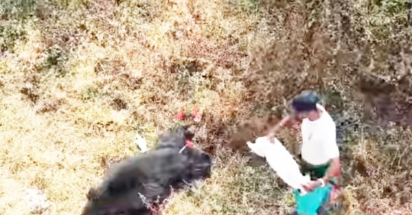 धमतरी कलेक्टोरेट परिसर के पास भालू
