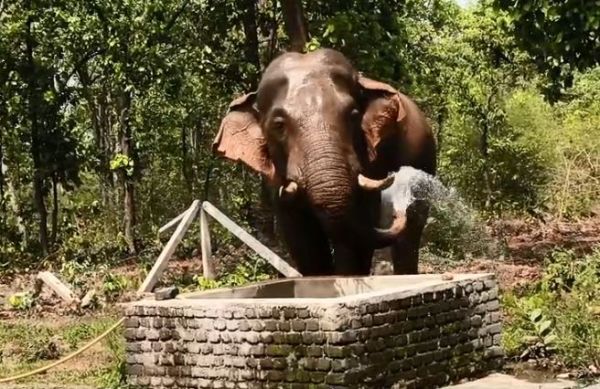 देखें VIDEO : छत्तीसगढ़-ओडिशा सीमा पर पानी के पोखर में नहाता दिखा हाथी, वीडियो फैला