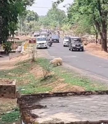 जीपीएम में दिखा दुर्लभ सफेद भालू एल्बिनो, ड्राइवर पर हमला