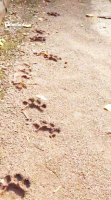 तिरिया जंगल के पुल के पास दिखा पद चिन्ह