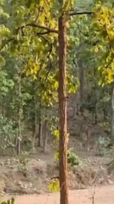 भीषण गर्मी से सूखे जंगल के जलस्रोत, सड़क  किनारे पहुंचा हिरणों का झुंड