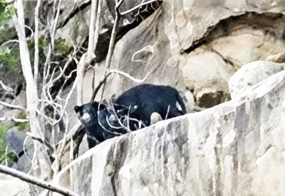 डोंगरगढ़ के क्रॉस पहाड़ी में दिखाई दिया भालू जोड़ा