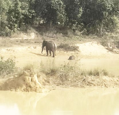 तालाब में डूबने से हाथी के बच्चे की मौत