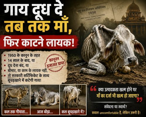 ‘छत्तीसगढ़’ का  संपादकीय : गाय दूध दे तब तक ही माँ, उसके बाद काटने लायक!
