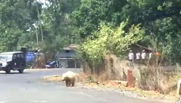 जंगल से निकलकर रतनपुर में आबादी के करीब पहुंचा दुर्लभ सफेद भालू