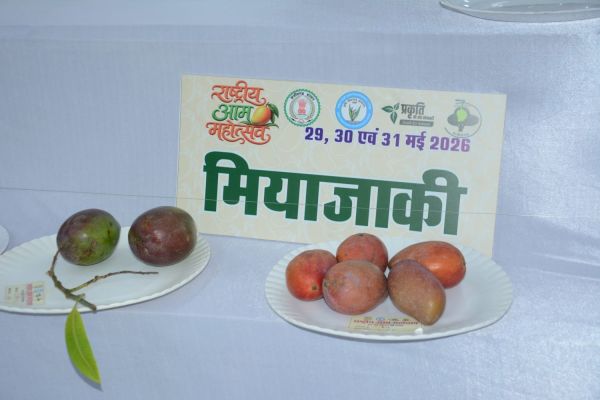 ढाई लाख का जापानी आम...