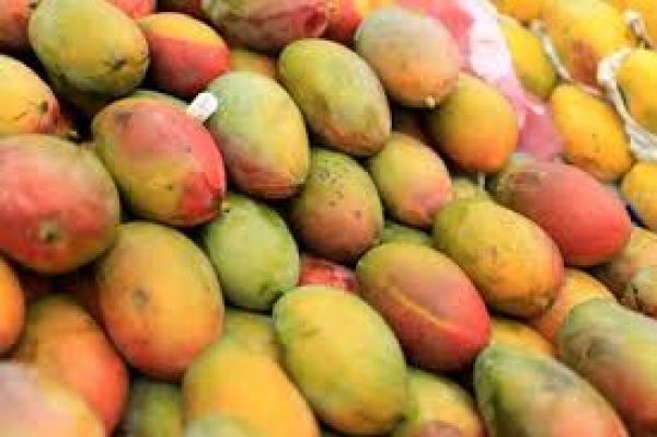 जापान ने भारतीय आमों के आयात पर लगाई रोक, क्या है वजह और क्या होगा असर?