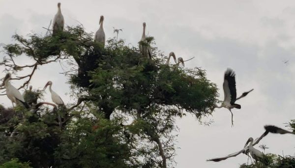 मानसून एक पखवाड़े भर में देगा दस्तक, पैगाम लेकर आए साइबेरियन पक्षी