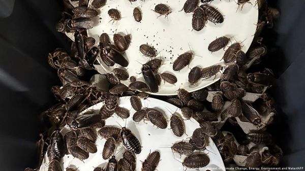 ऑस्ट्रेलिया में 1 लाख से ज्यादा अवैध कॉकरोच जब्त