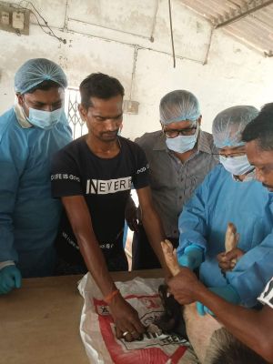 देश में पहली बार एएसएफ वैक्सीन का ट्रायल
