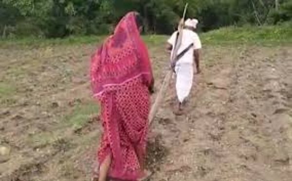लातूर में बैल की मौत के बाद किसान दंपति हल खींचने को मजबूर