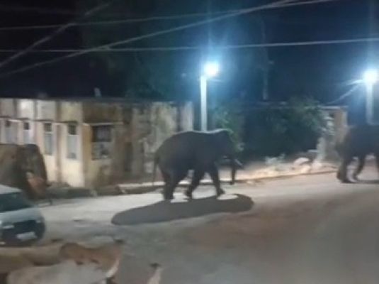 रिहायशी इलाके में पहुंचे चार हाथी, मरवाही में दहशत और कौतूहल का माहौल