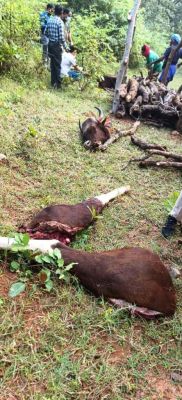 1761714893Bison_murder_2.jpeg 1761714893Bison_murder_2.jpeg