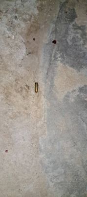 1771393115Loot_3.jpg 1771393115Loot_3.jpg