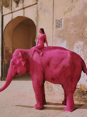 1775204625pink_elephant.jpeg