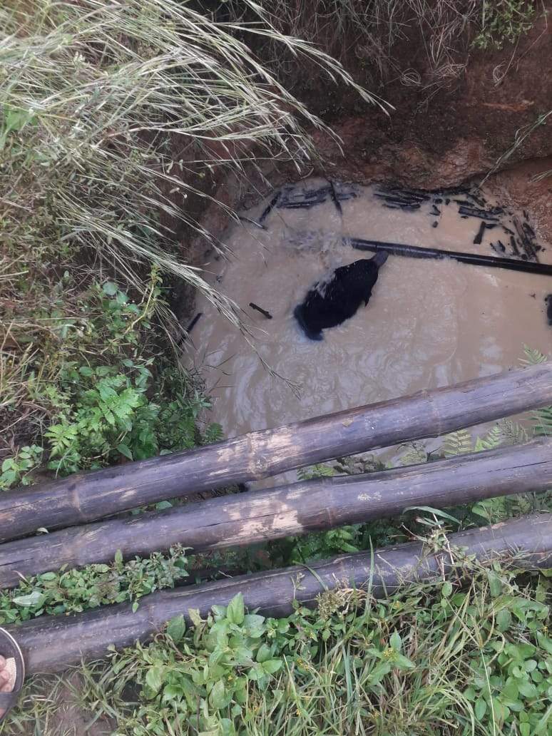 कुएं में गिरा भालू, वन विभाग ने सुरक्षित निकाला