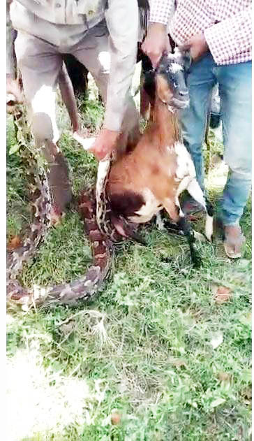 महानदी के किनारे अजगर ने किया बकरी का शिकार    