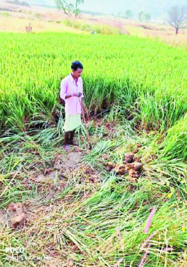 हाथी ने फसलें रौंदी हाथी ने फसलें रौंदी