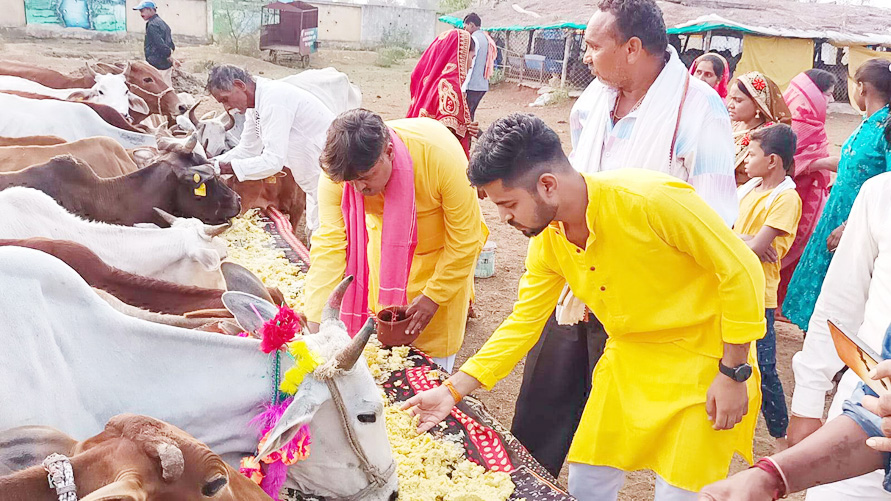 किसानों ने गौ-माता को खिलायई खिचड़ी किसानों ने गौ-माता को खिलायई खिचड़ी