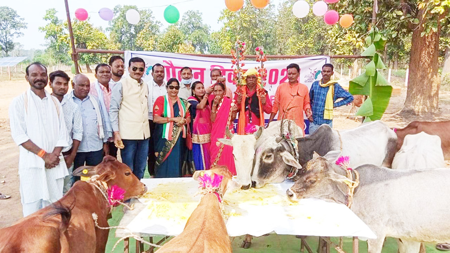 गौठान में गोवर्धन पूजा, सिहावा विधायक ने गाय को खिलाई खिचड़ी