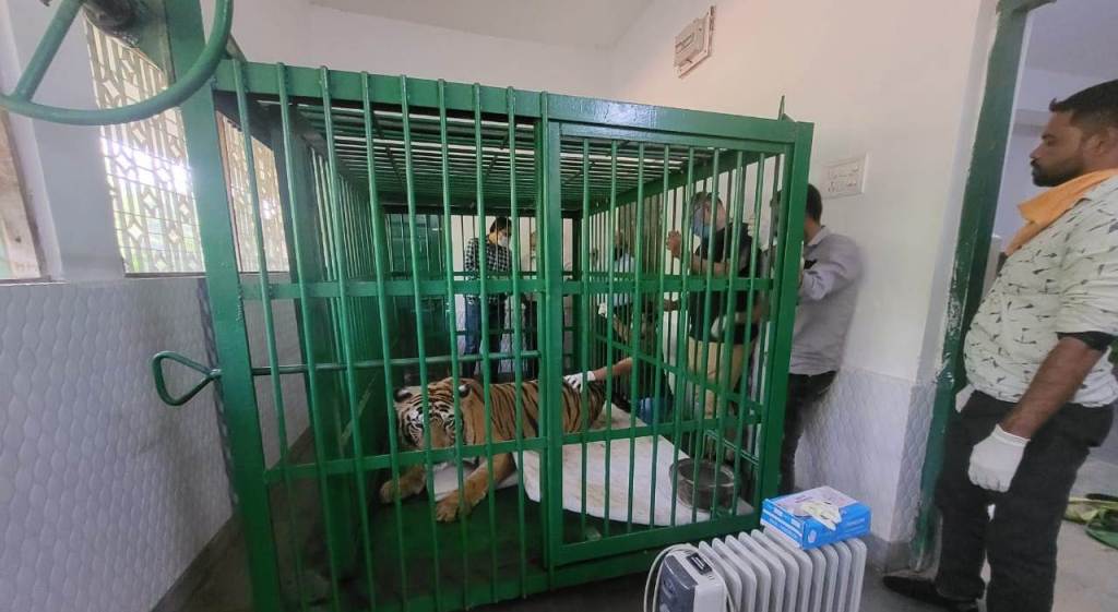 बाघिन रजनी की कमर में चोट, इंफ्रारेड फिजियोथैरेपी से इलाज