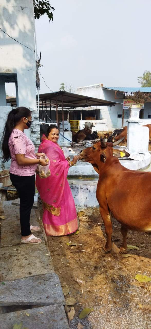 गौशाला में अन्नकूट पर गायों को खिलाई हरी सब्जियां गौशाला में अन्नकूट पर गायों को खिलाई हरी सब्जियां