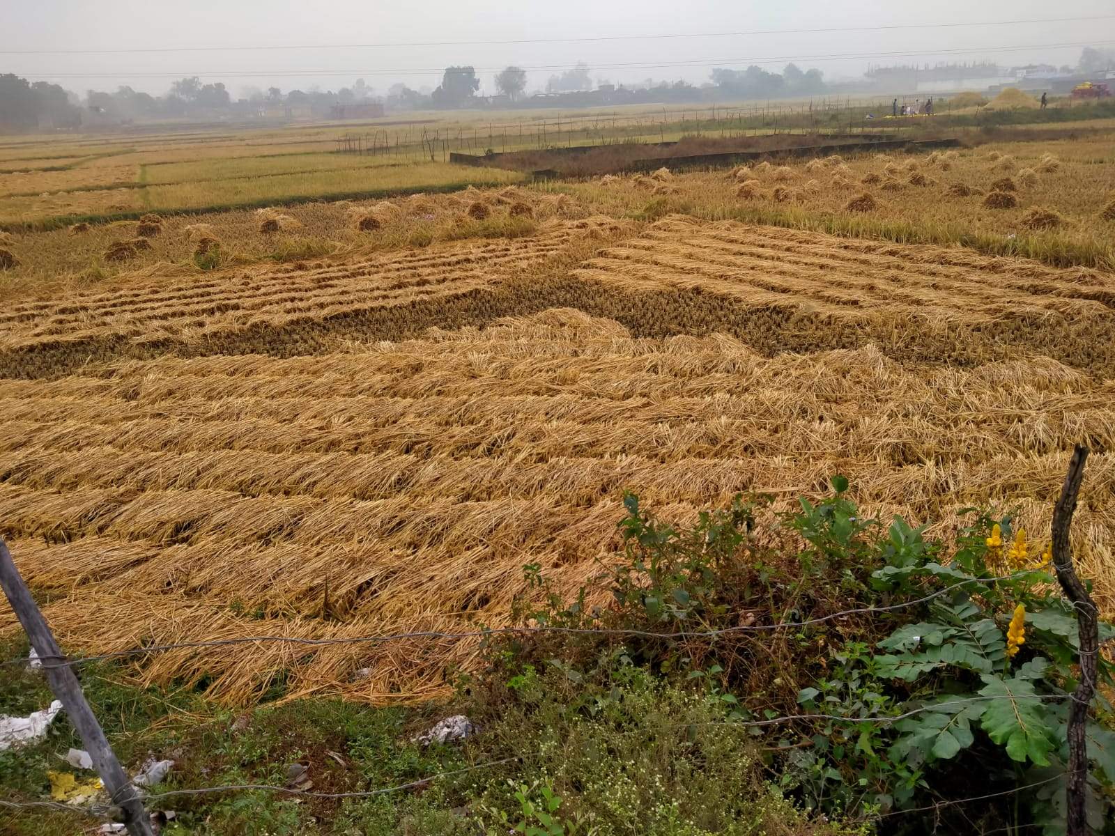 रिमझिम बारिश ने किसानों की चिंता बढ़ाई, खेतों में रखा धान भीगा