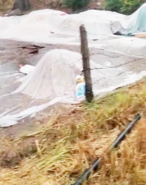 बेमौसम बारिश, धान भीगा