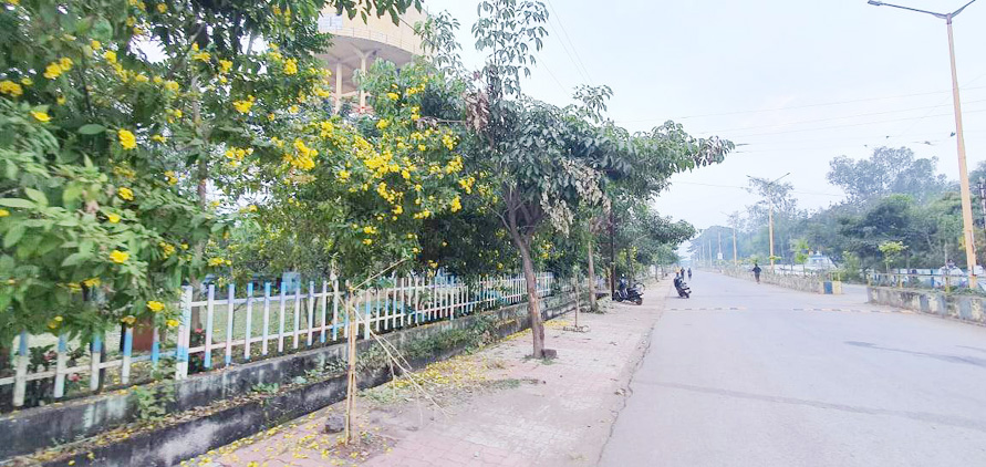 सघन पौधरोपण से बदल रही शहर की फिजां सघन पौधरोपण से बदल रही शहर की फिजां