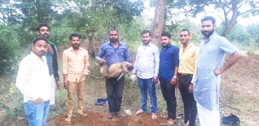 वाहन की चपेट में बंदर की मौत, अंतिम संस्कार