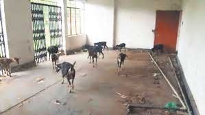 जिला मुख्यालय के एकमात्र स्टेडियम में असामाजिक तत्वों का जमावड़ा