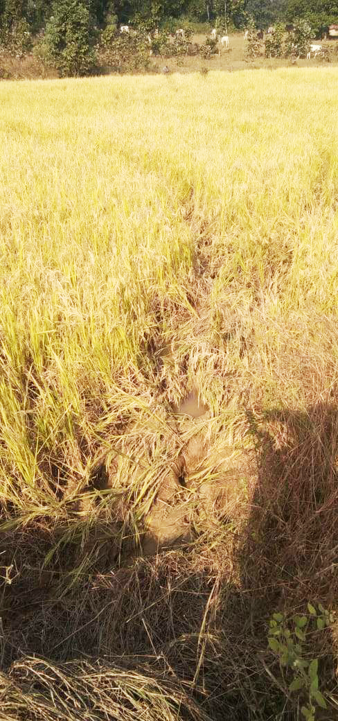 हाथी दल खडग़वां के सीमावर्ती गांवों में हाथी दल खडग़वां के सीमावर्ती गांवों में