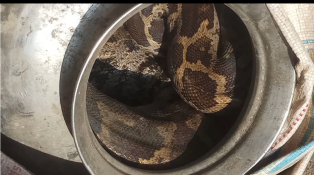 कबाड़ दुकान में निकला अजगर, वन मित्र दल ने पकडक़र छोड़ा जंगल में  