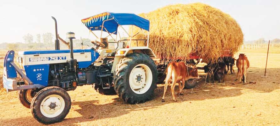 178 गौठानों के लिए अब तक छह हजार क्विंटल का पैरादान 178 गौठानों के लिए अब तक छह हजार क्विंटल का पैरादान