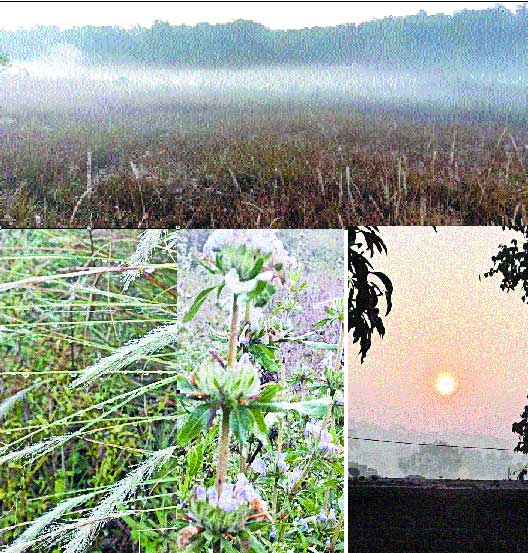 कड़ाके की ठंड, पत्तियों पर जमने लगी ओस कड़ाके की ठंड, पत्तियों पर जमने लगी ओस