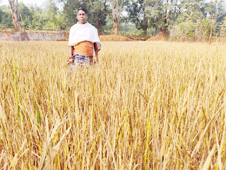 किसानों की मेहनत पर फिरा पानी