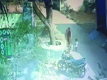 बैल ने 17 महीने की बच्ची को पटका बैल ने 17 महीने की बच्ची को पटका