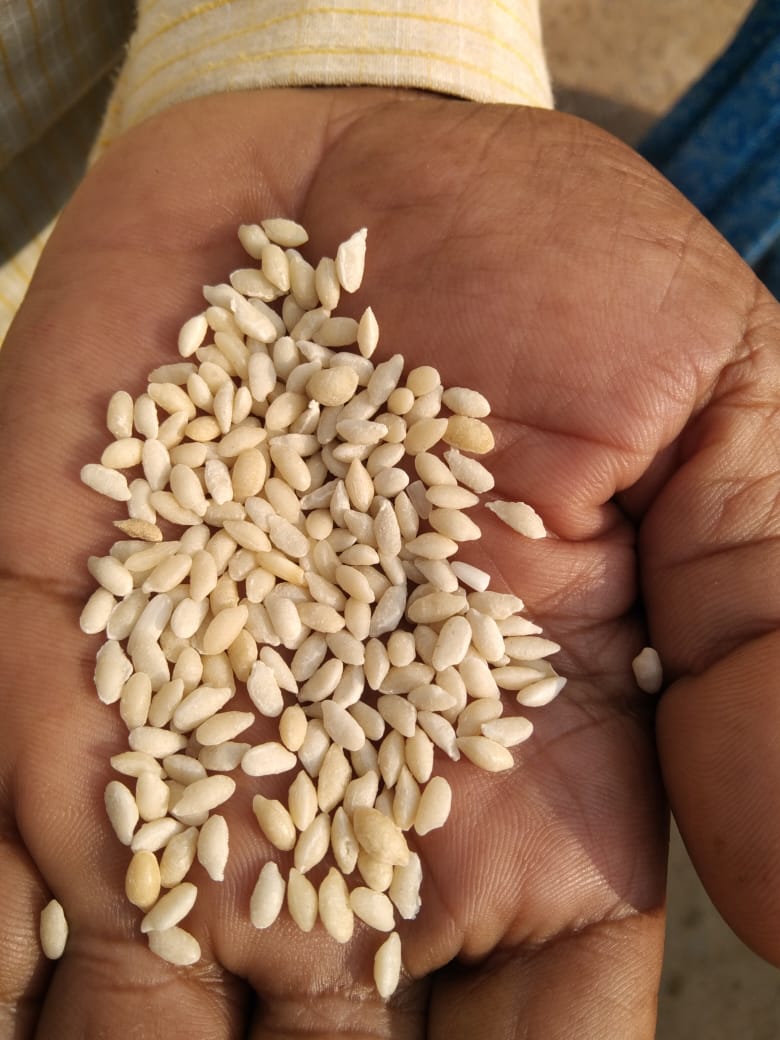 सरकारी राशन दुकान के बोरियों से निकला प्लास्टिकनुमा चावल सरकारी राशन दुकान के बोरियों से निकला प्लास्टिकनुमा चावल