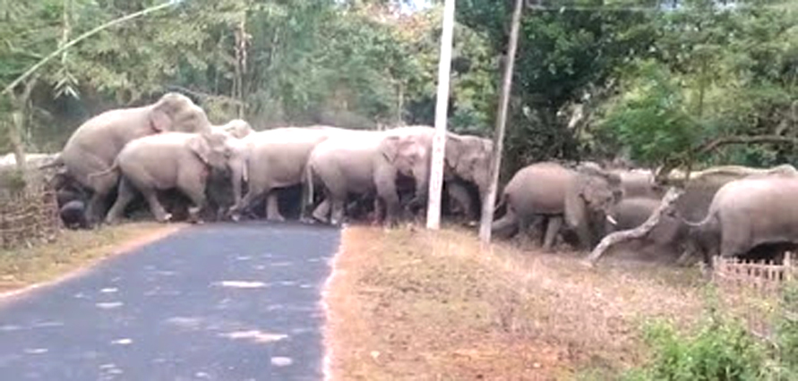 लैलूंगा से सटे जंगल में डेरा डाले हैं हाथी दल