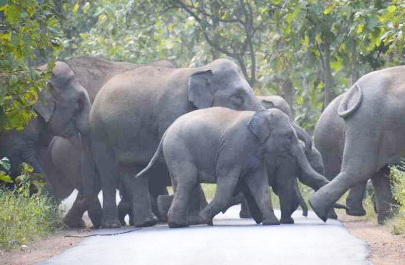 हाथियों की चिंघाड़ से फिर थर्राया धरमजयगढ़