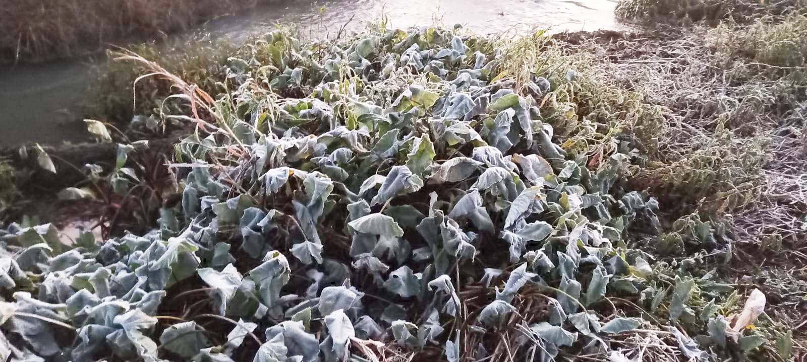 चिल्फी घाटी में जमी बर्फ की चादर कड़ाके की ठंड , पारा 3 डिग्री चिल्फी घाटी में जमी बर्फ की चादर कड़ाके की ठंड , पारा 3 डिग्री