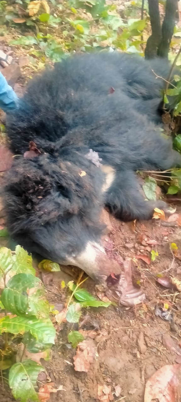 जंगल से लगे गांव में मिली भालू की लाश जंगल से लगे गांव में मिली भालू की लाश
