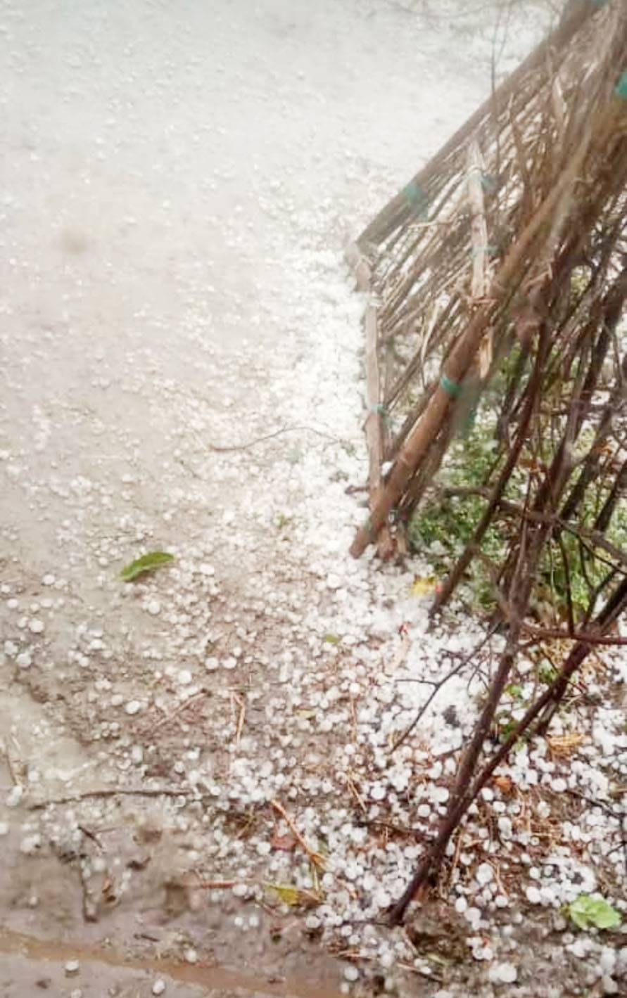 बेमौसम बारिश, ओले गिरने से सब्जी व टमाटर की फसल बर्बाद