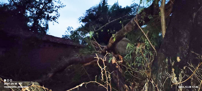 आंधी - तूफान  से गिरे पेड़