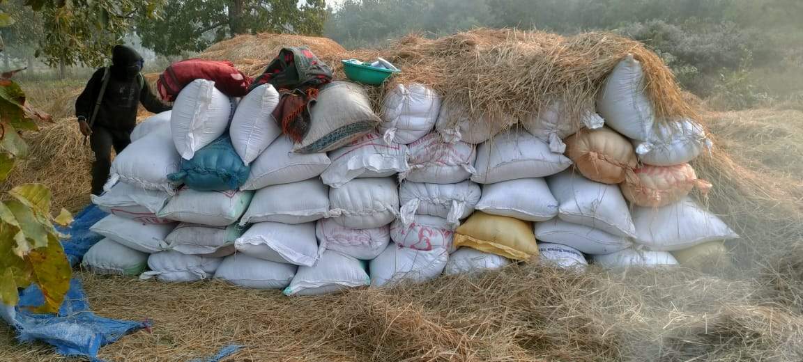 जंगल में छिपाये 114 बोरी धान को पुलिस ने ढूंढ निकाला