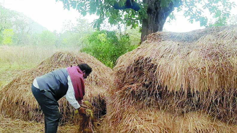 खलिहान में ही अंकुरित हो रहे धान, किसानों की बढ़ी परेशानी