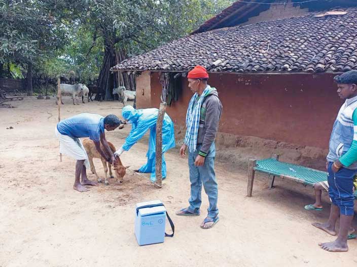 नहाड़ी में शिविर, पशु उपचार-औषधि वितरण
