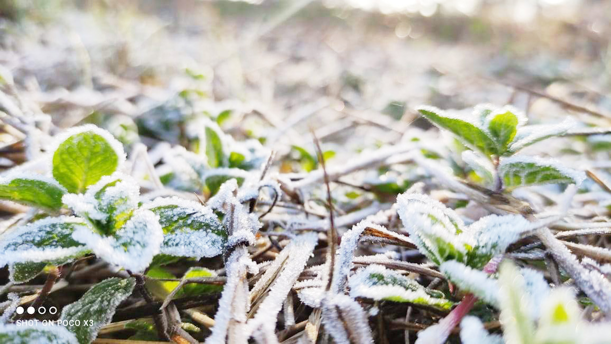 सरगुजा में कड़ाके की ठंड, मैनपाट एंव बलरामपुर में बर्फ की चादर