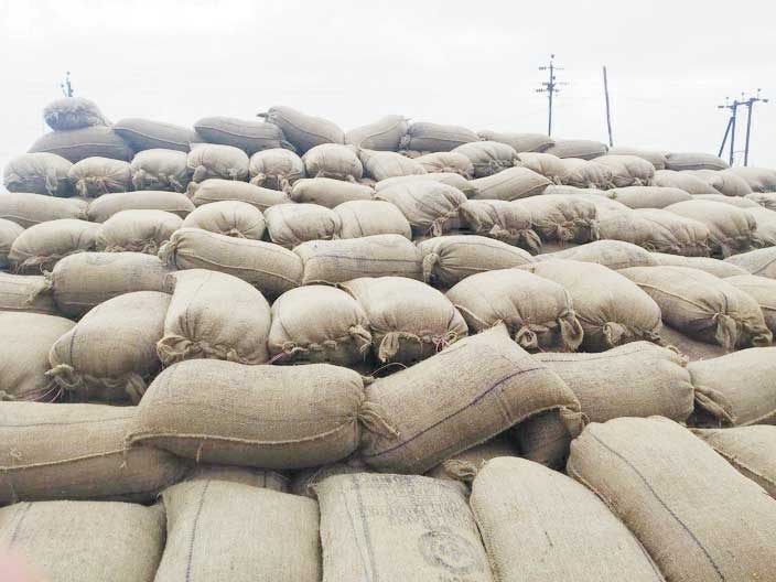मौसम खुलते ही धान खरीदी फिर से शुरू, 2422 किसानों से एक लाख 86 हजार 429 क्विंटल धान की खरीदी हुई